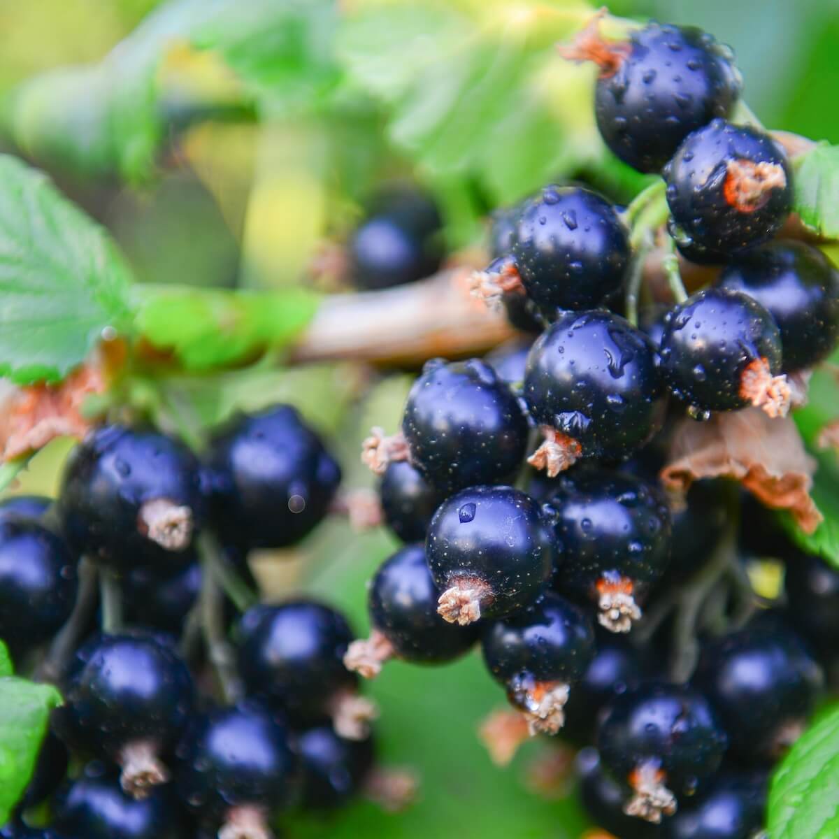 Blackcurrant Ben Alder Fruit Ripening on the Plant
