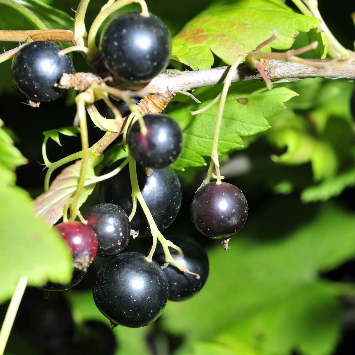 Blackcurrant Ben Connan Fruit Ripening on the Plant