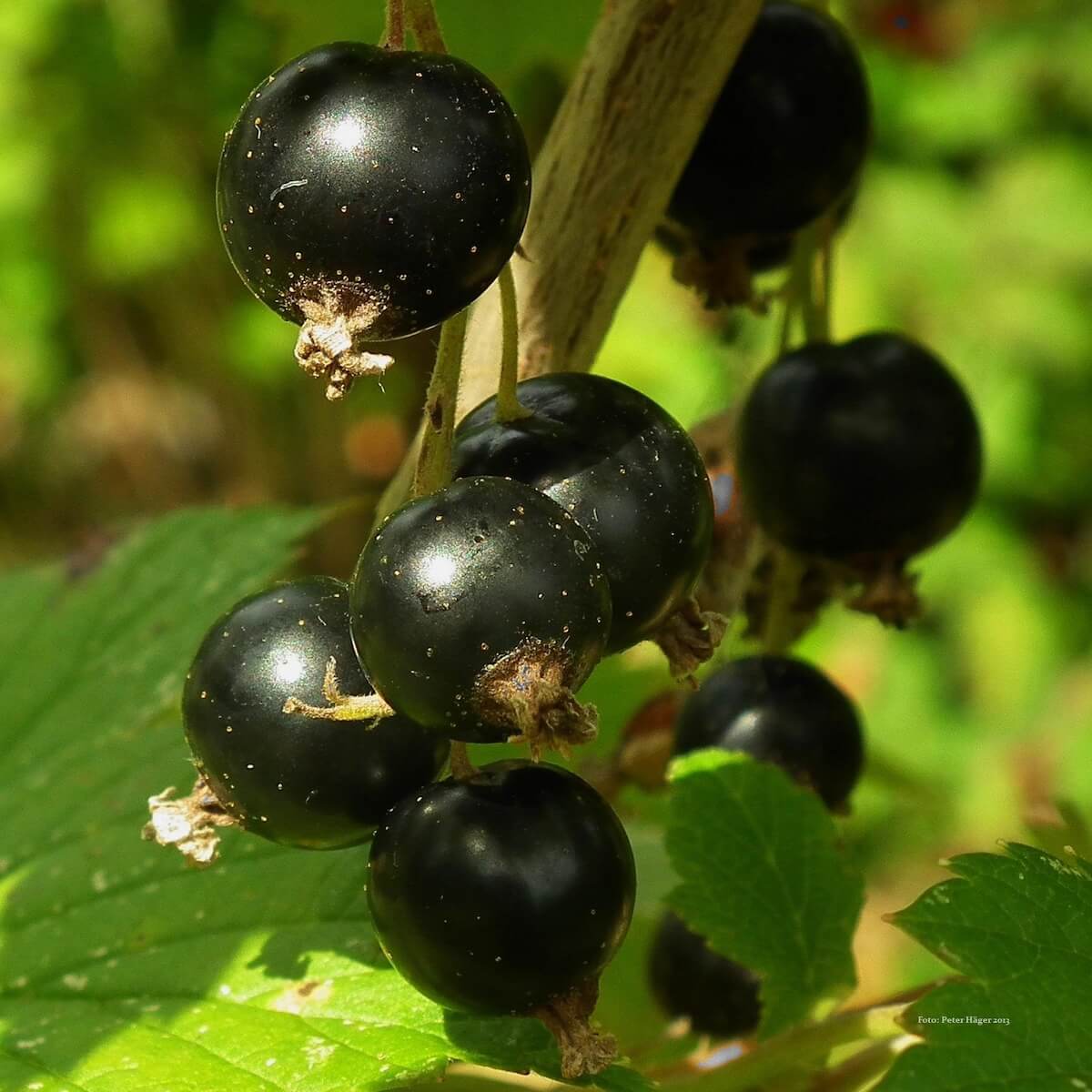 Blackcurrant Ben Sarek Ripe fruit on the Plant