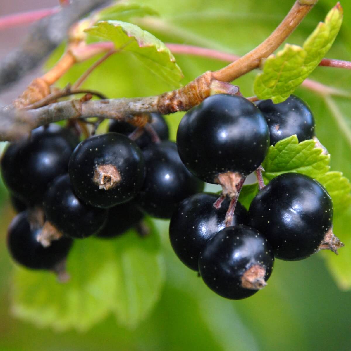 Blackcurrant Big Ben Ripe Fruit on the Plant