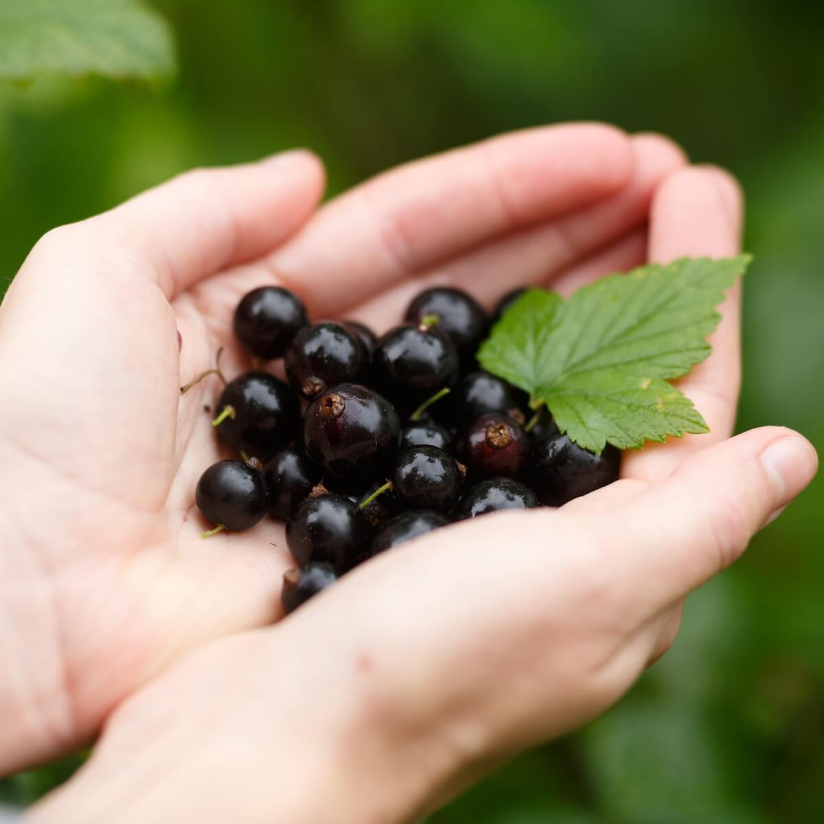Blackcurrant Ebony Ripe Fruit In Hands