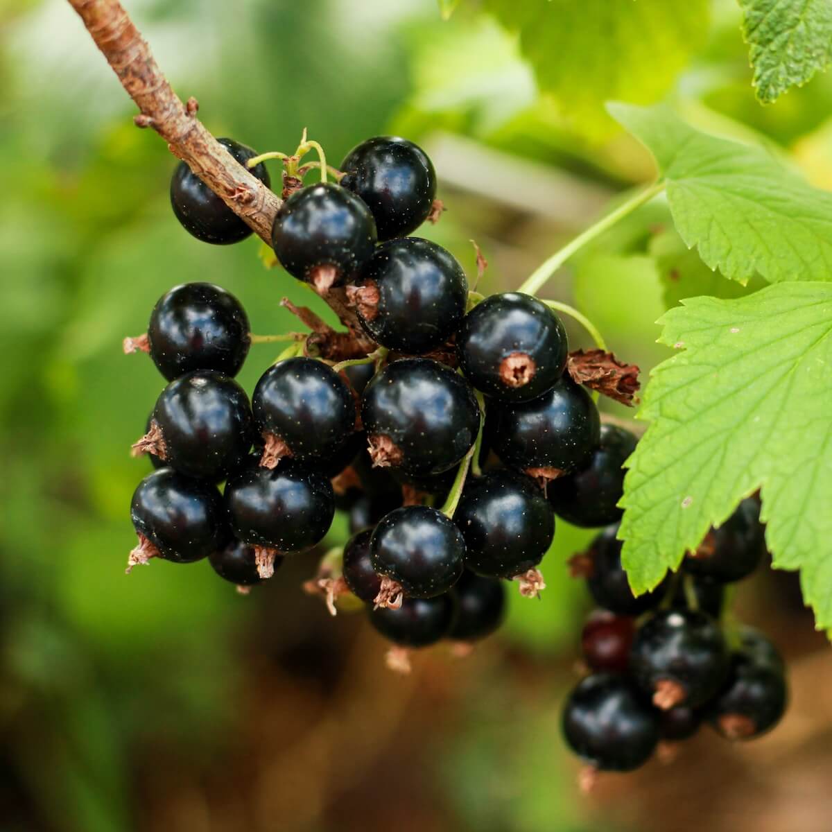 Blackcurrant Summer Pearls Patio Black Fruit Ripening on the Plant