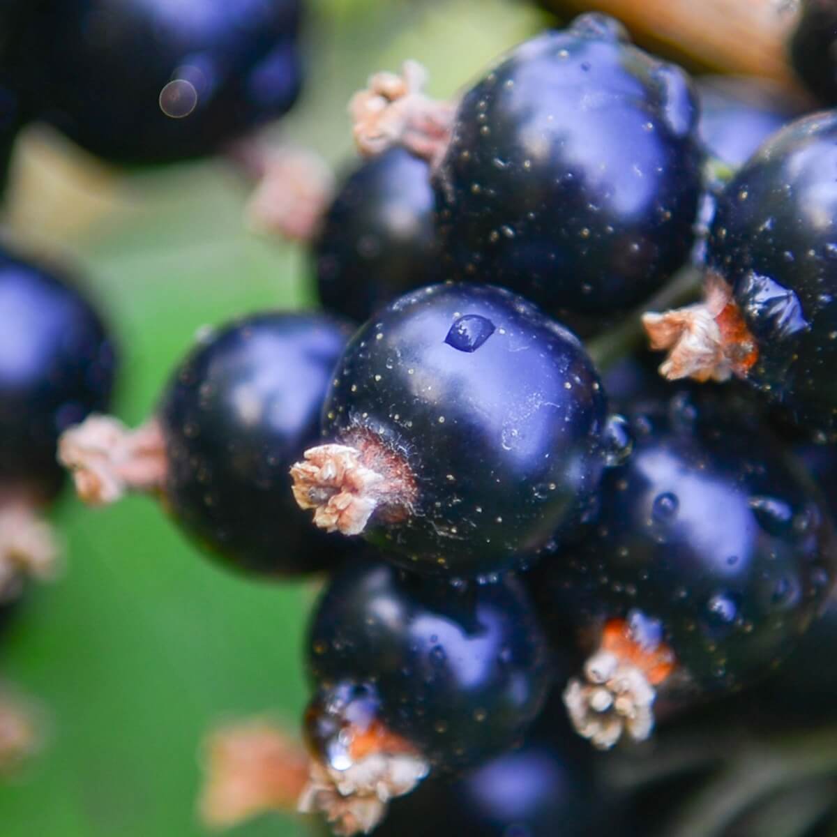 Blackcurrant Titania Fruit Ripening on the Plant
