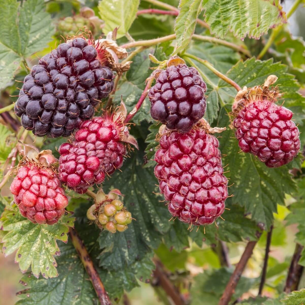Boysenberry Fruit Ripening on the Plant