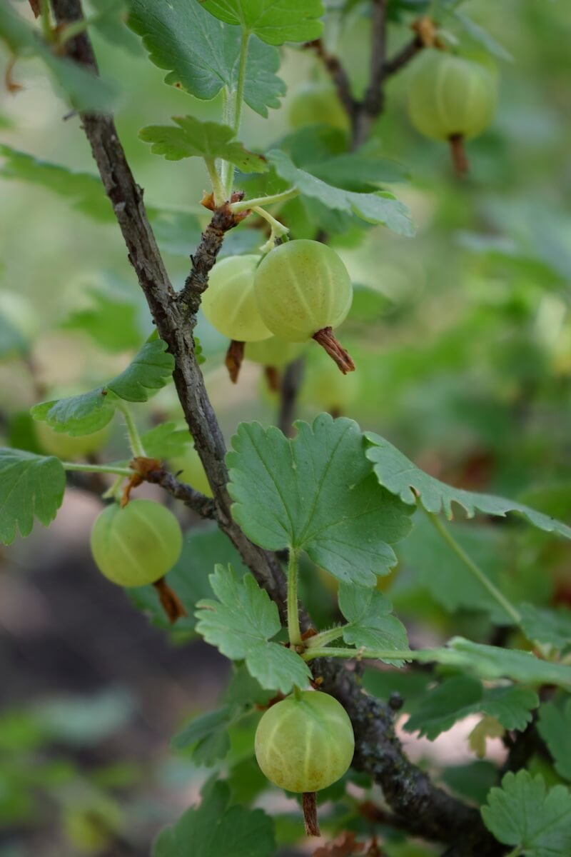 Gooseberries Fruit Ripening on the Plant Gooseberries Fruit Ripening on the Plant