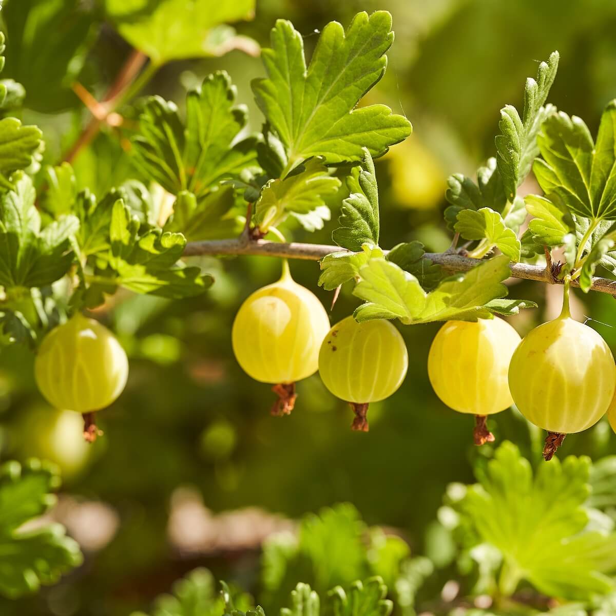 Gooseberry Giggles Gold Fruit Ripening on the Plant