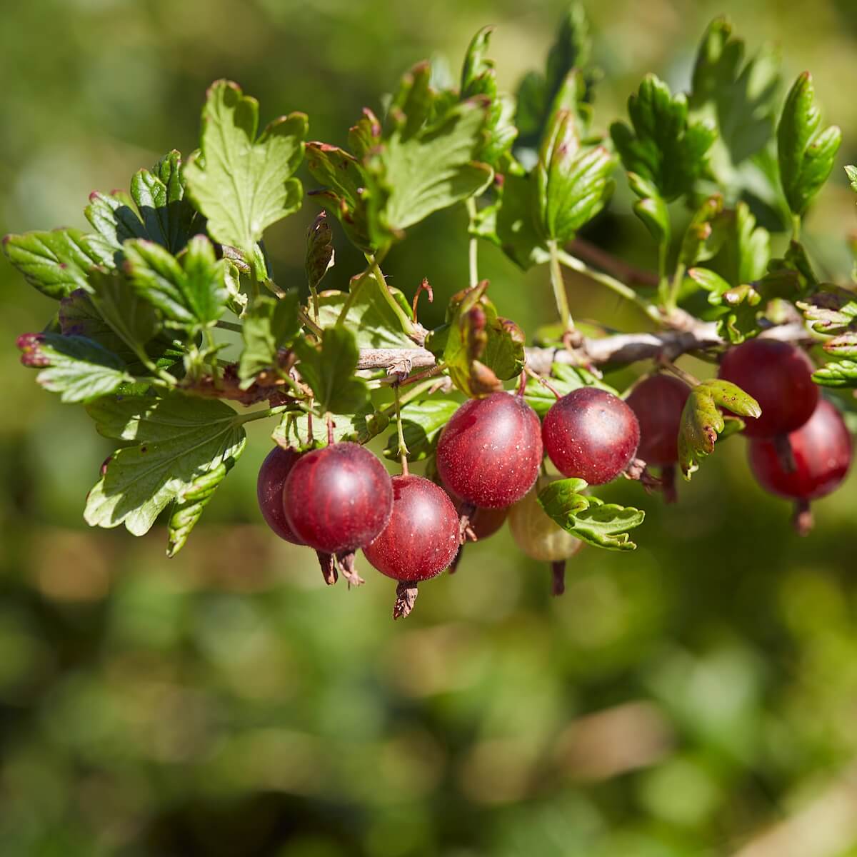 Gooseberry Giggles Red Fruit Ripening on the Plant