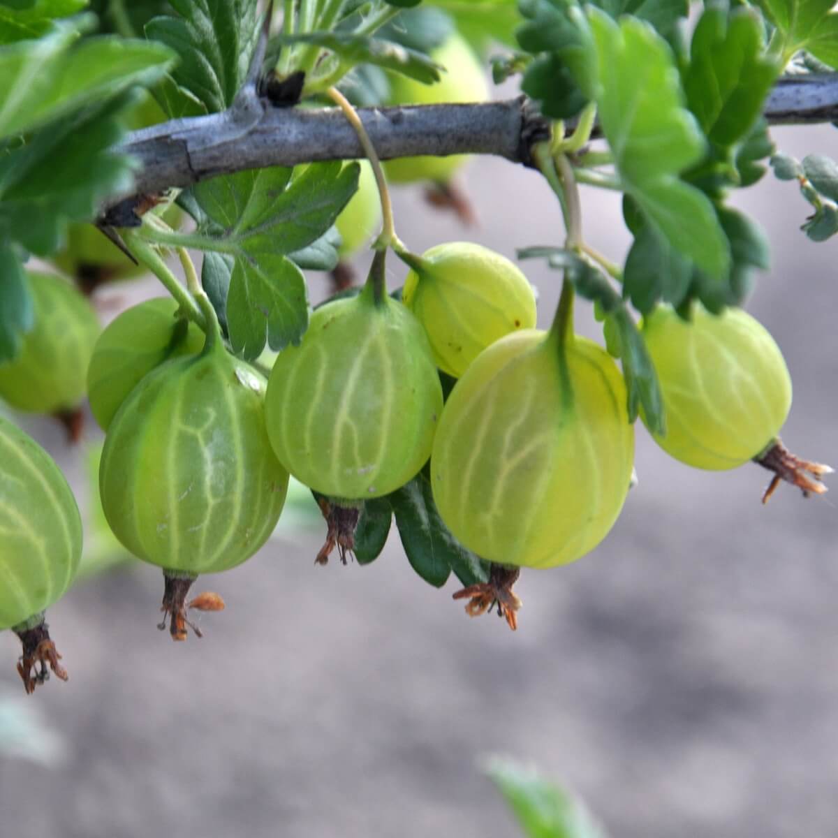 Gooseberry Hinnonmaki Green Fruit Ripening on the Plant