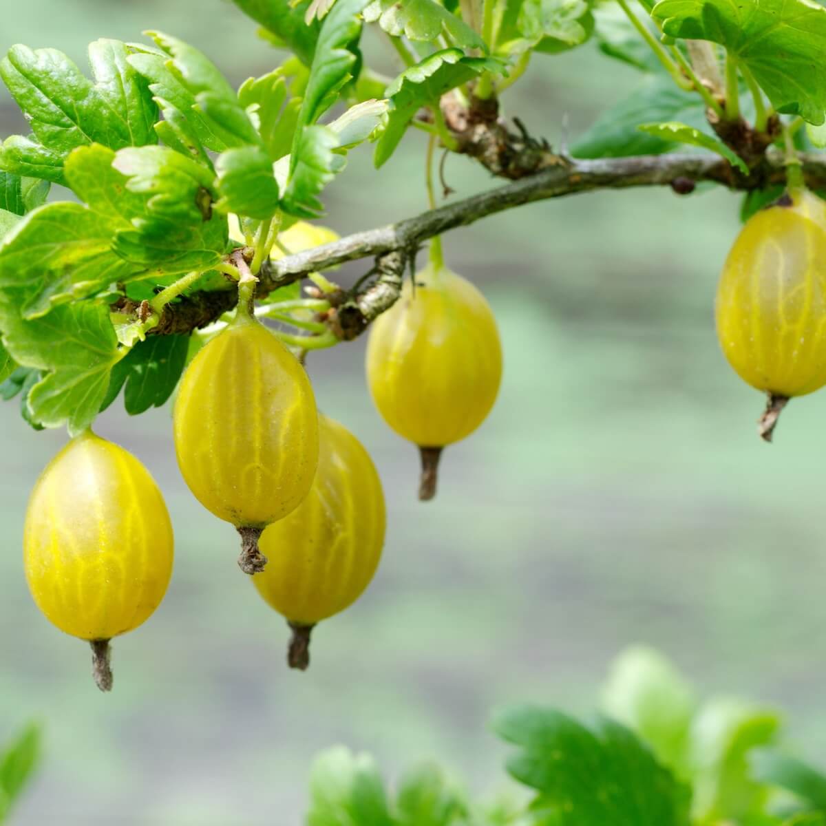 Gooseberry Hinnonmaki Yellow Fruit Ripening on the Plant