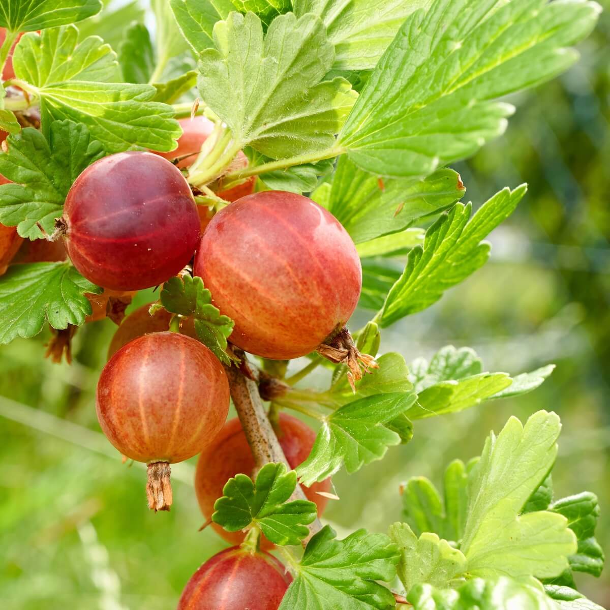 Gooseberry Xenia Fruit Ripening on the Plant