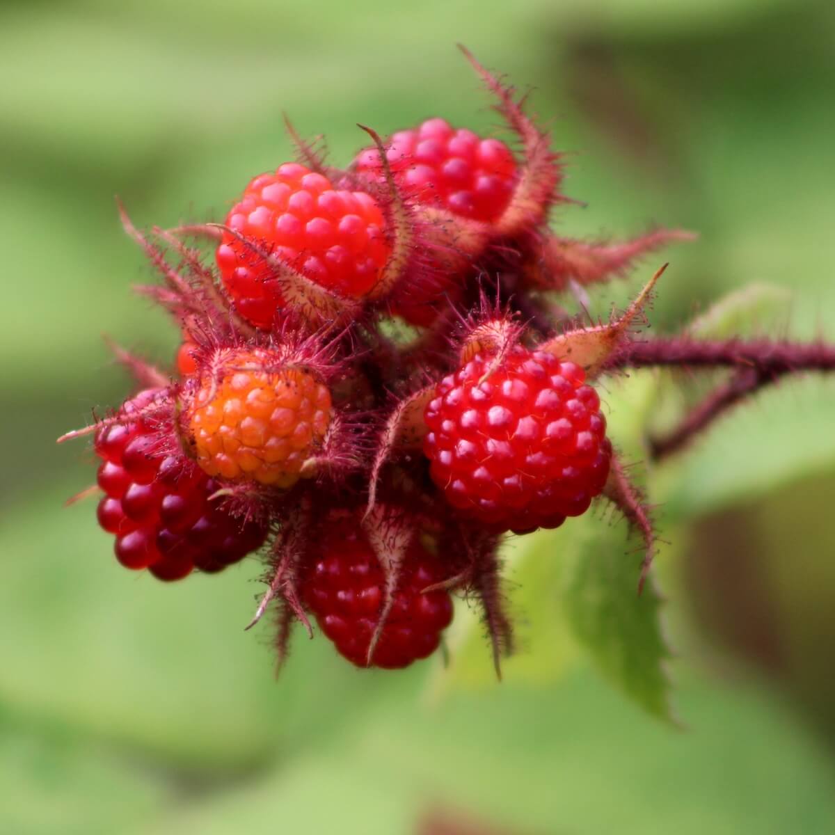 Japanese Wineberry Fruit Ripening on the Plant