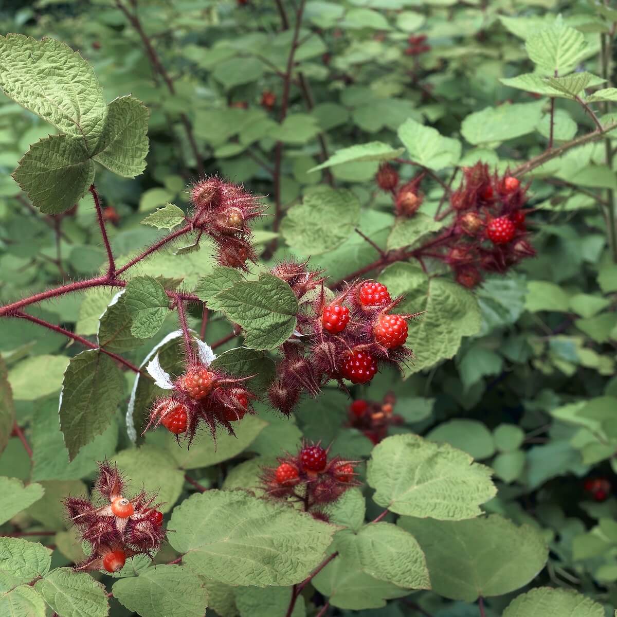 Japanese Wineberry (Rubus phoenicolasius) with Fruit Ripening on the Plant Japanese Wineberry (Rubus phoenicolasius) with Fruit Ripening on the Plant Hybrid Berries