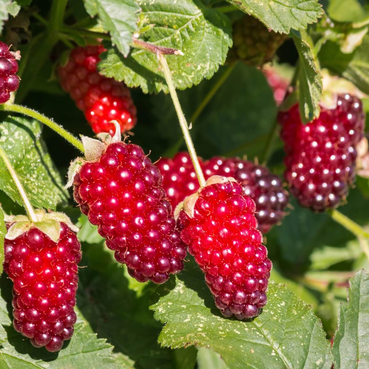 Loganberry Ripe fruit on the Plant