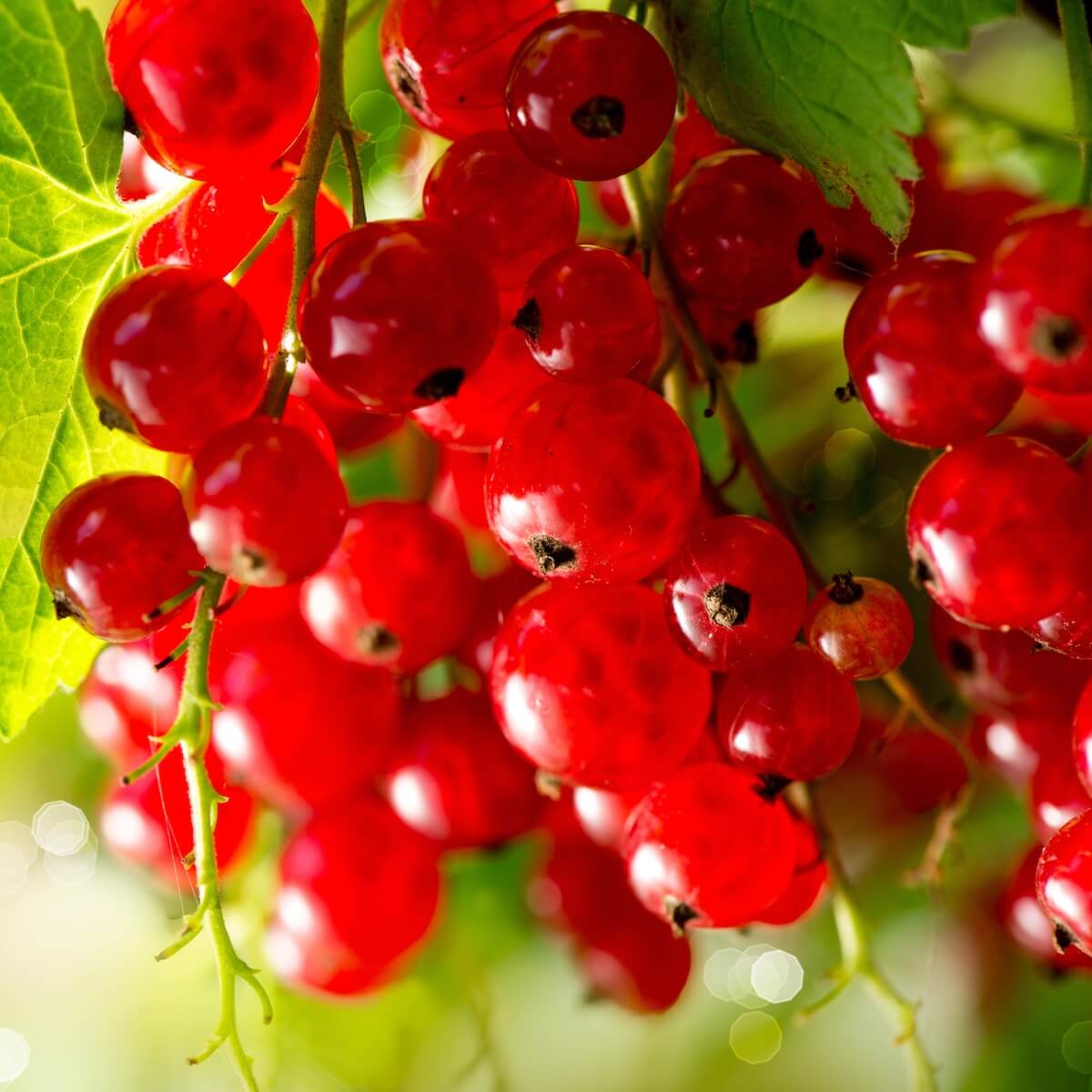 Redcurrant Jonkheer van Tets Fruit Ripening on the Plant Redcurrant Jonkheer van Tets Fruit Ripening on the Plant