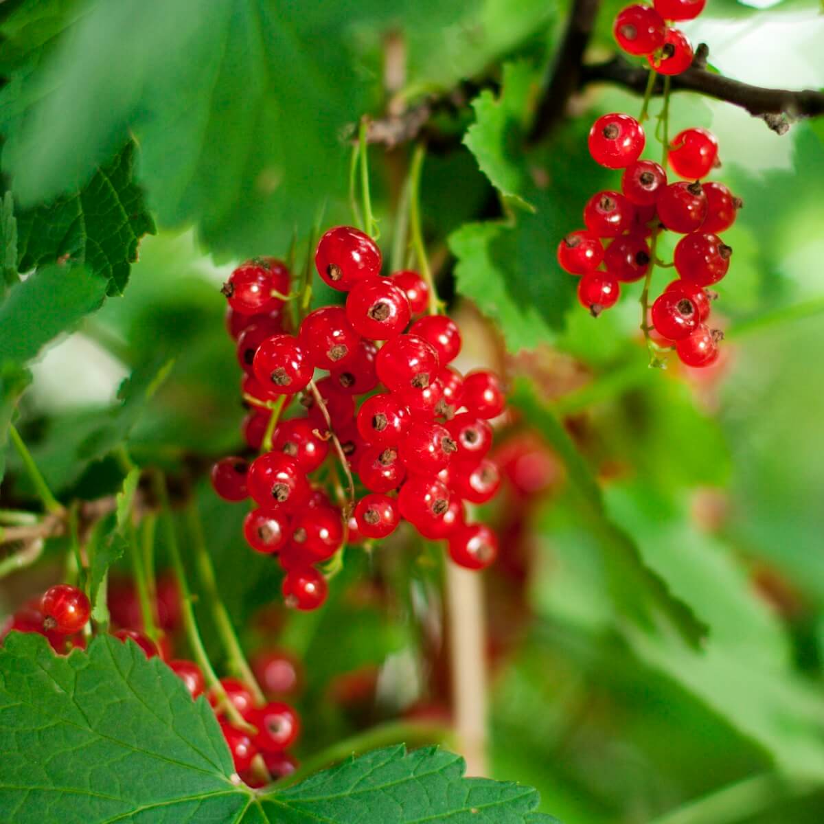 Redcurrant Junifer Fruit Ripening on the Plant Redcurrant Junifer Fruit Ripening on the Plant