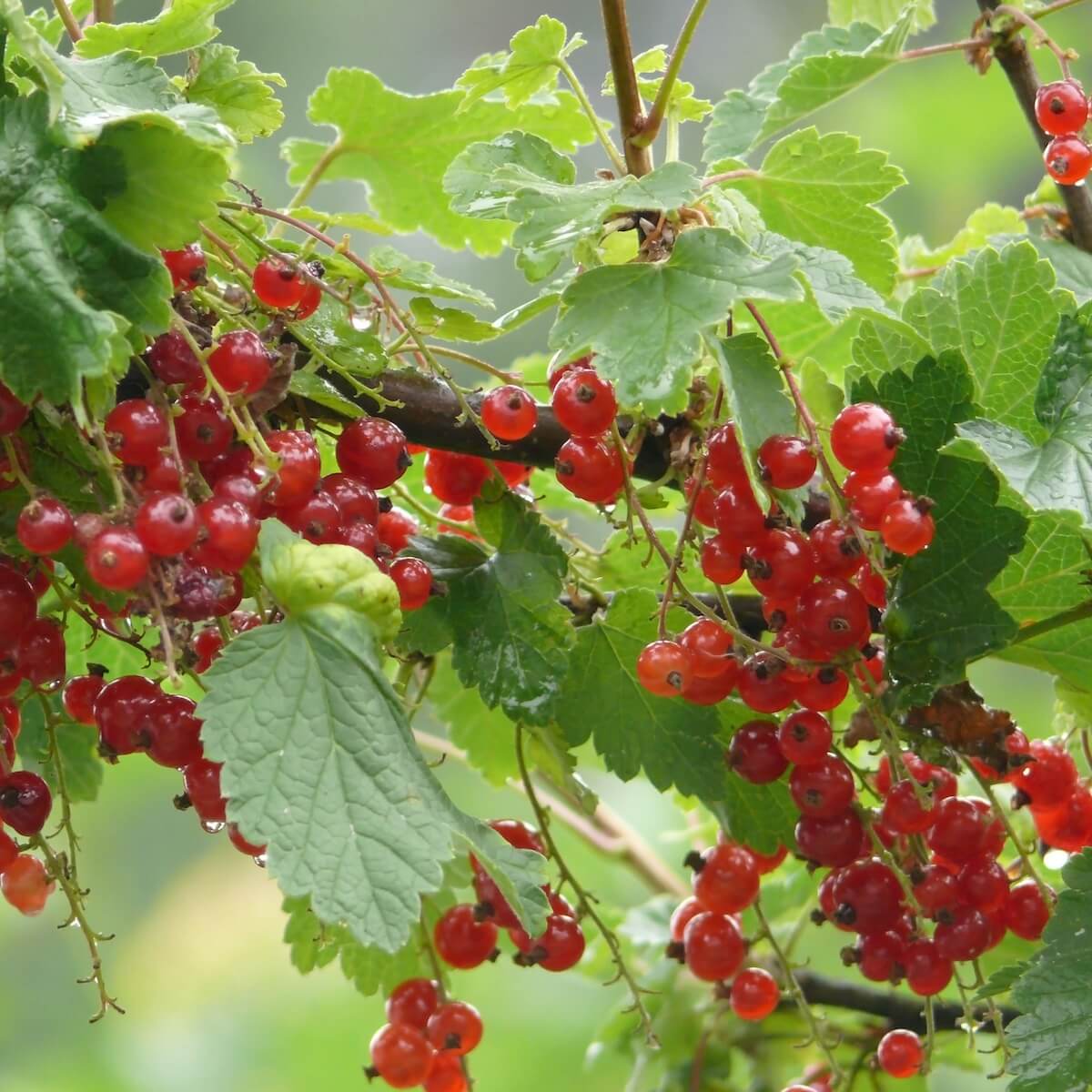 Redcurrant Rovada Fruit Ripening on the Plant