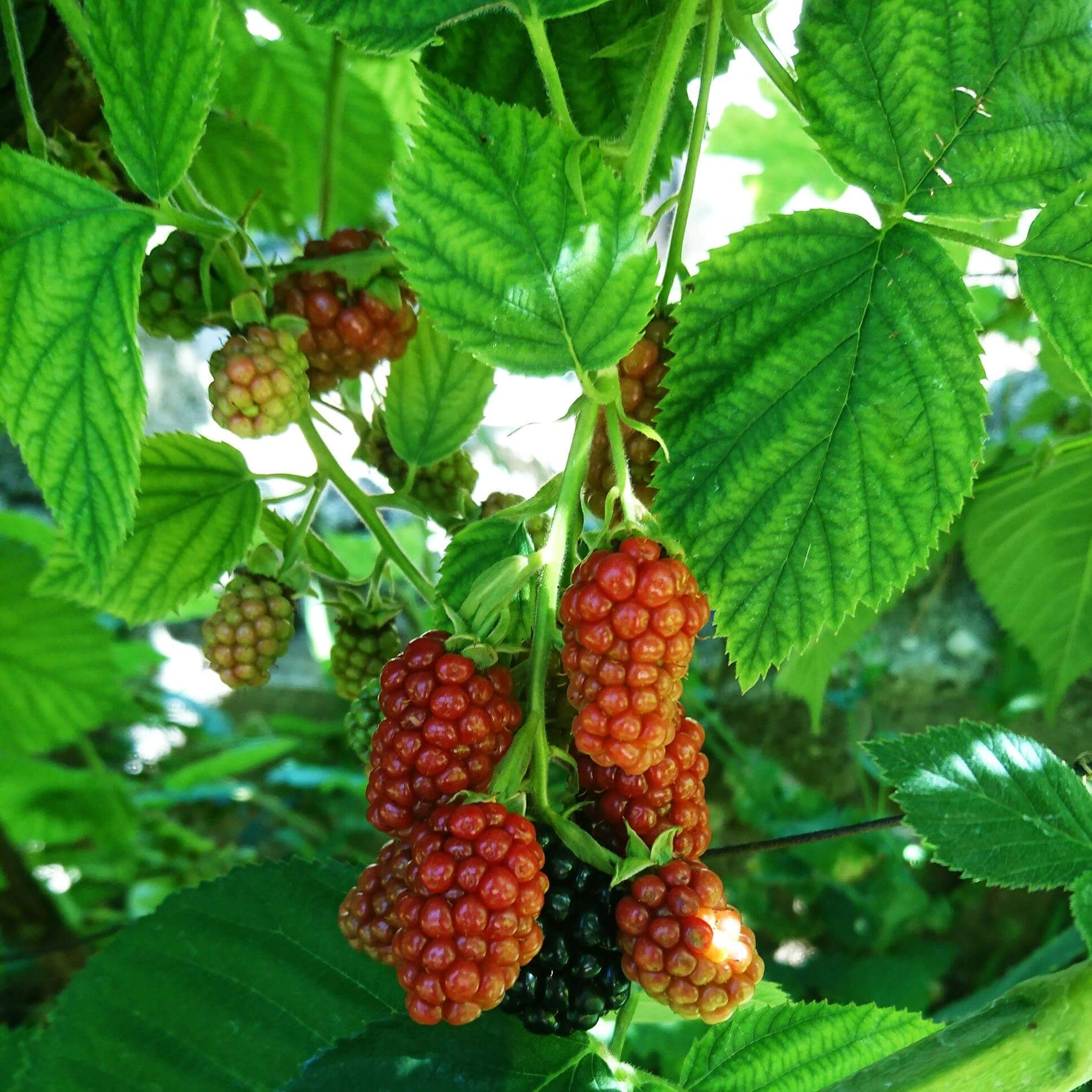 Tayberry Fruit Ripening on the Plant