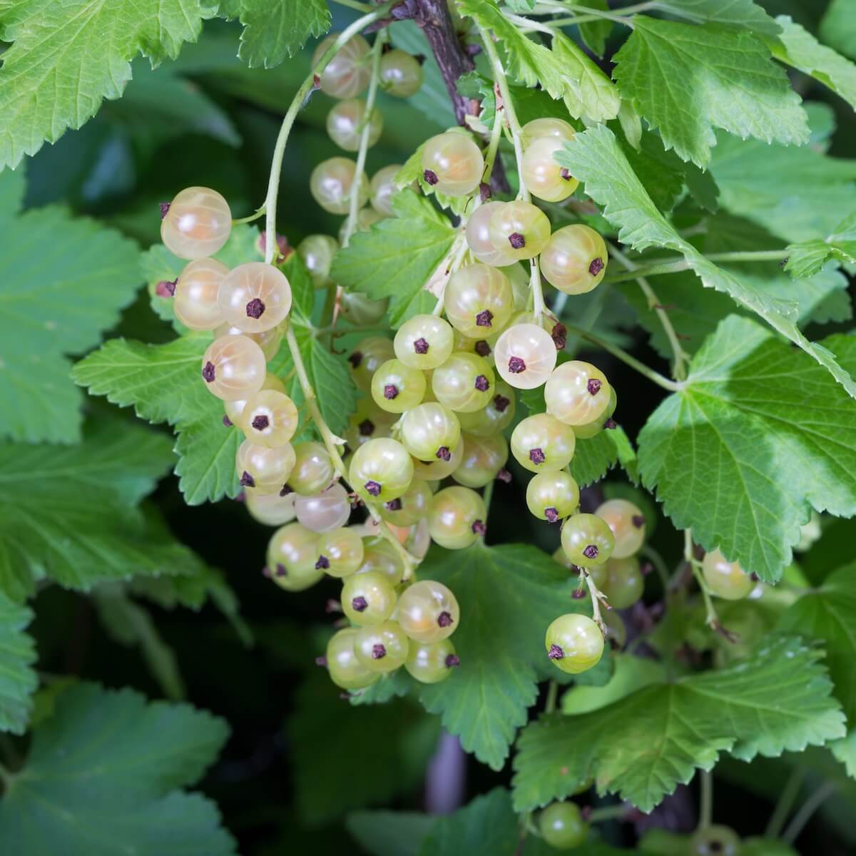 Whitecurrant Blanka Fruit Ripening on the Plant