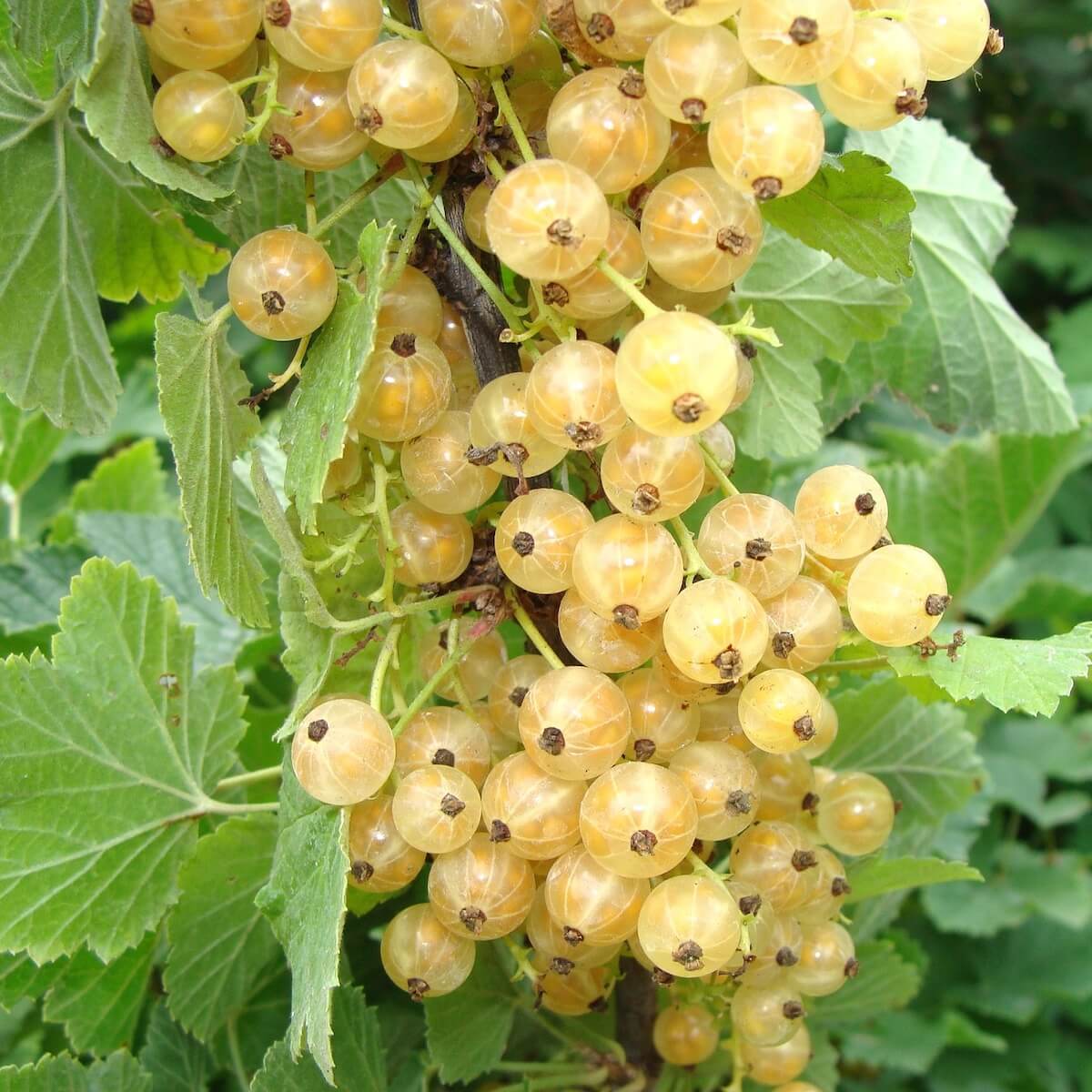 Whitecurrant White Versailles Fruit Ripening on the Plant