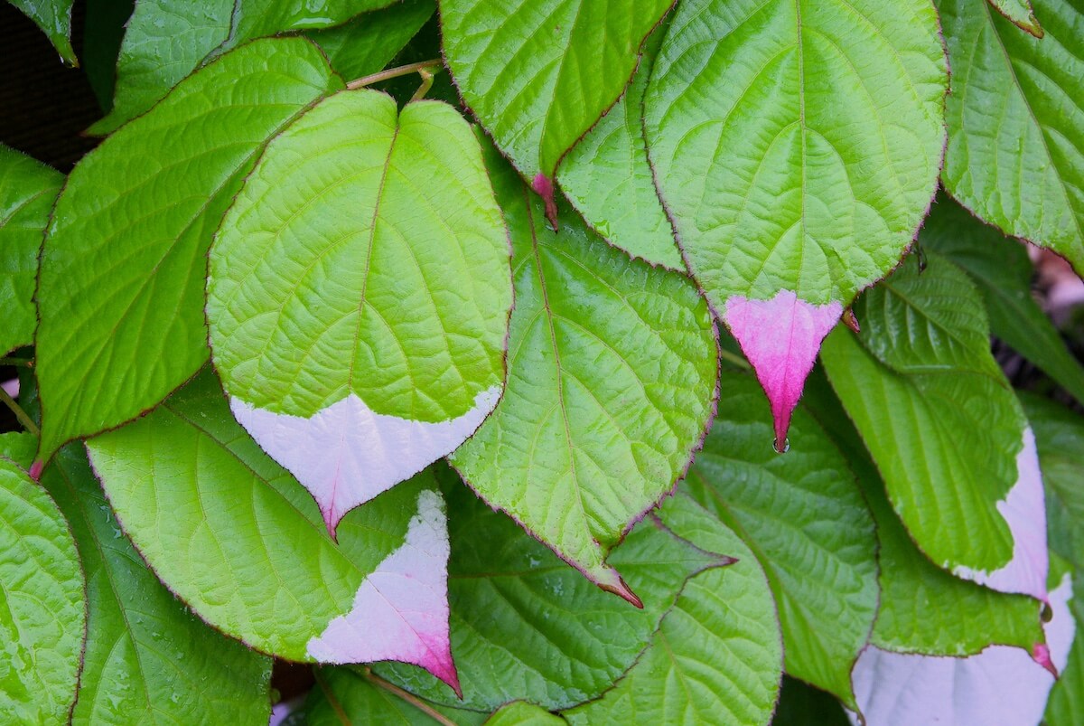 Actinidia kolomikta Pink Variegated Foliage Actinidia kolomikta Pink Variegated Foliage