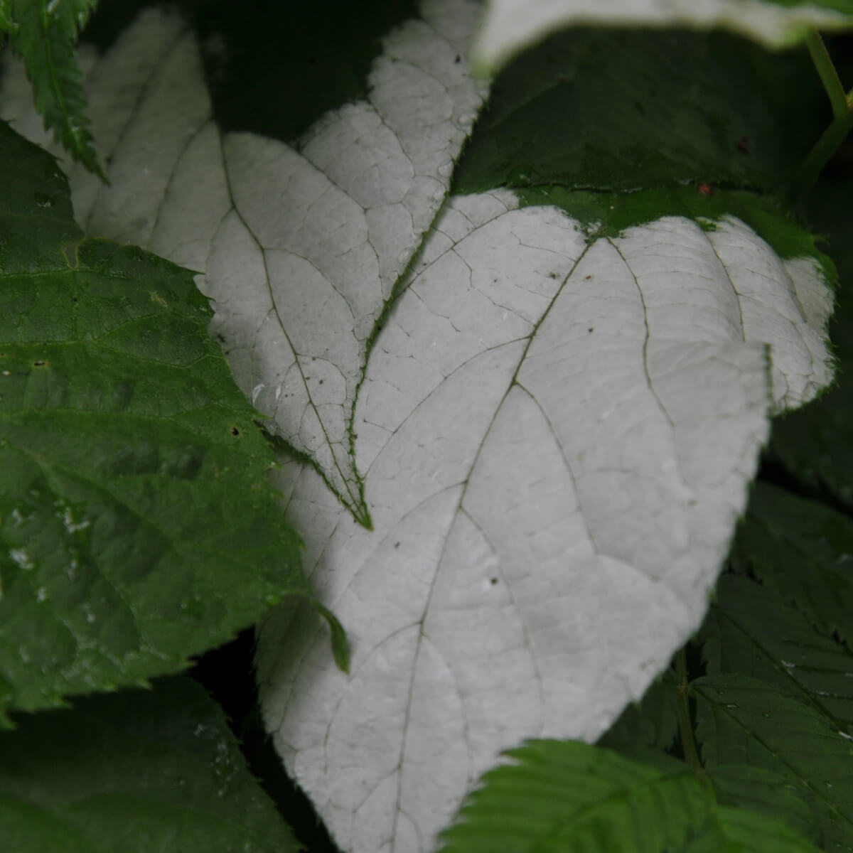 Actinidia kolomikta Variegated Foliage Close Up Actinidia kolomikta Variegated Foliage Close Up