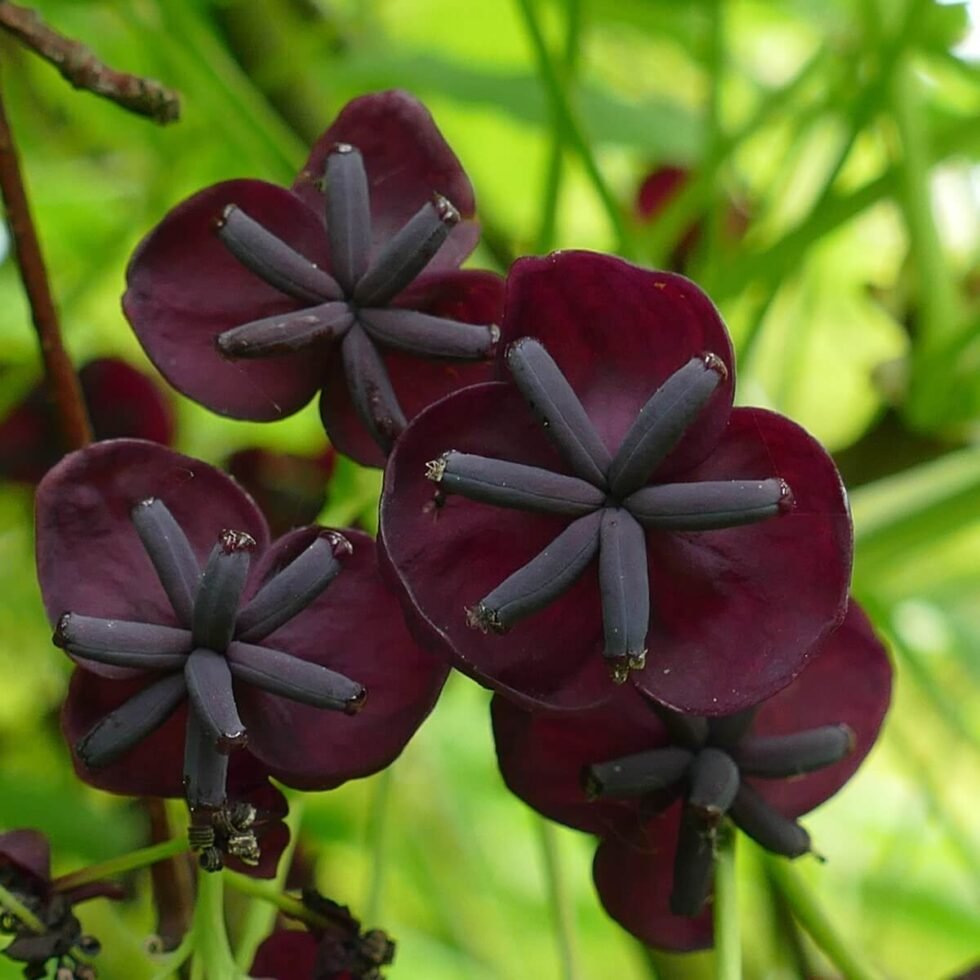 Akebia quinata - Chocolate Vine | iGardening