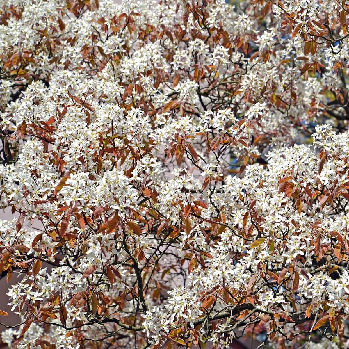Amelanchier canadensis Masses of Flowers in the Spring Amelanchier canadensis Masses of Flowers in the Spring