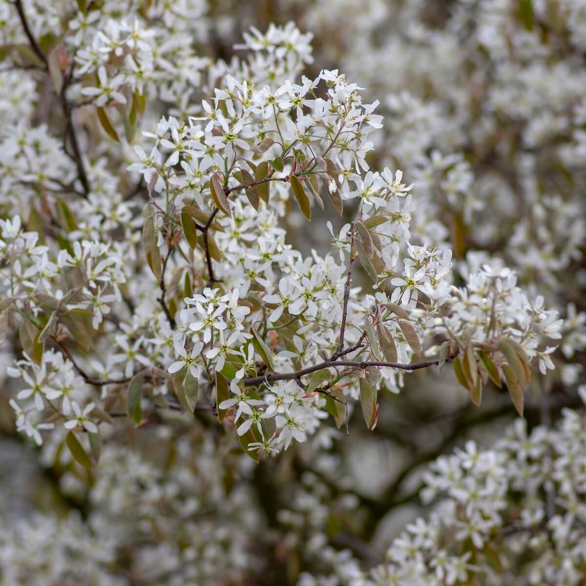 Amelanchier lamarckii Masses of Flowers in the Spring Amelanchier lamarckii Masses of Flowers in the Spring