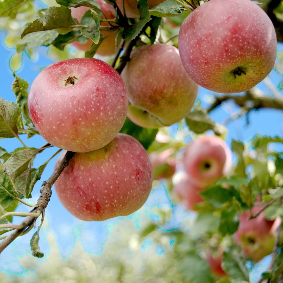 Apple Ripening on the Tree