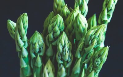 Asparagus Backlim