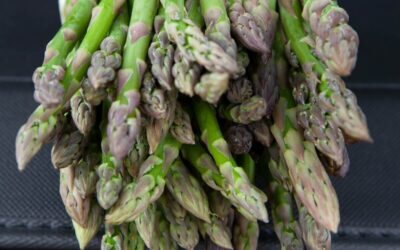 Asparagus Guelph Eclipse