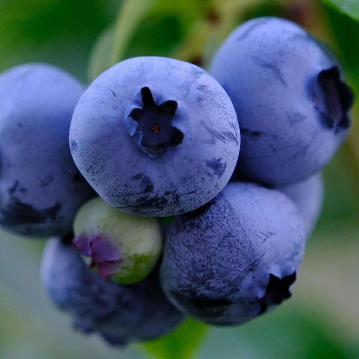 Blueberries Ripening on the Plant
