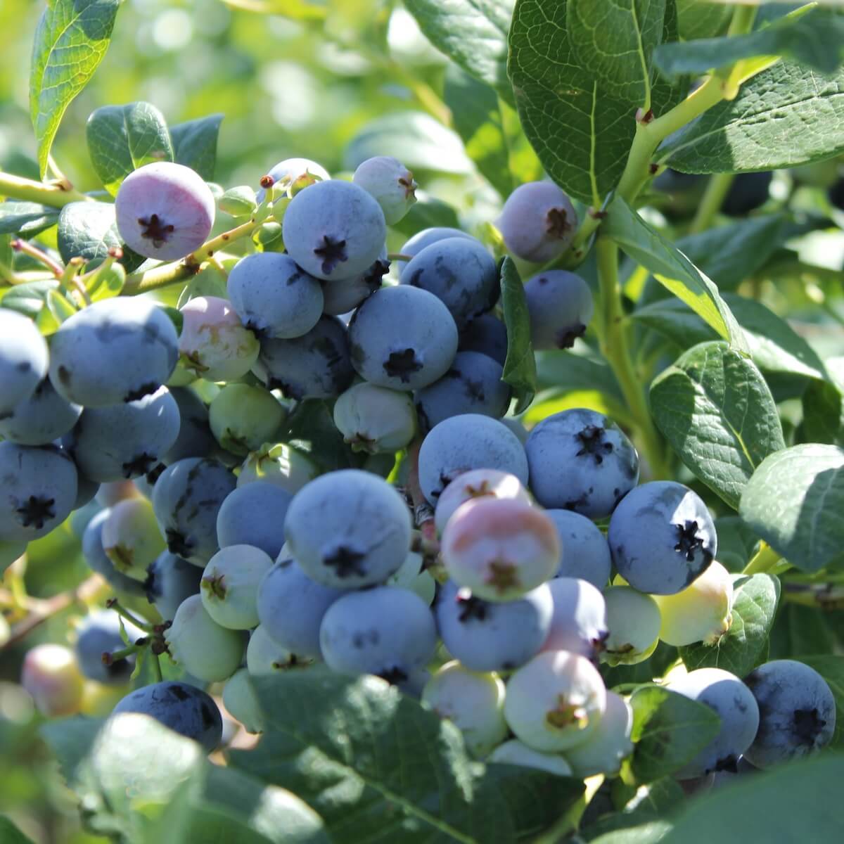 Blueberry Bluecrop Fruit Ripening on the Plant