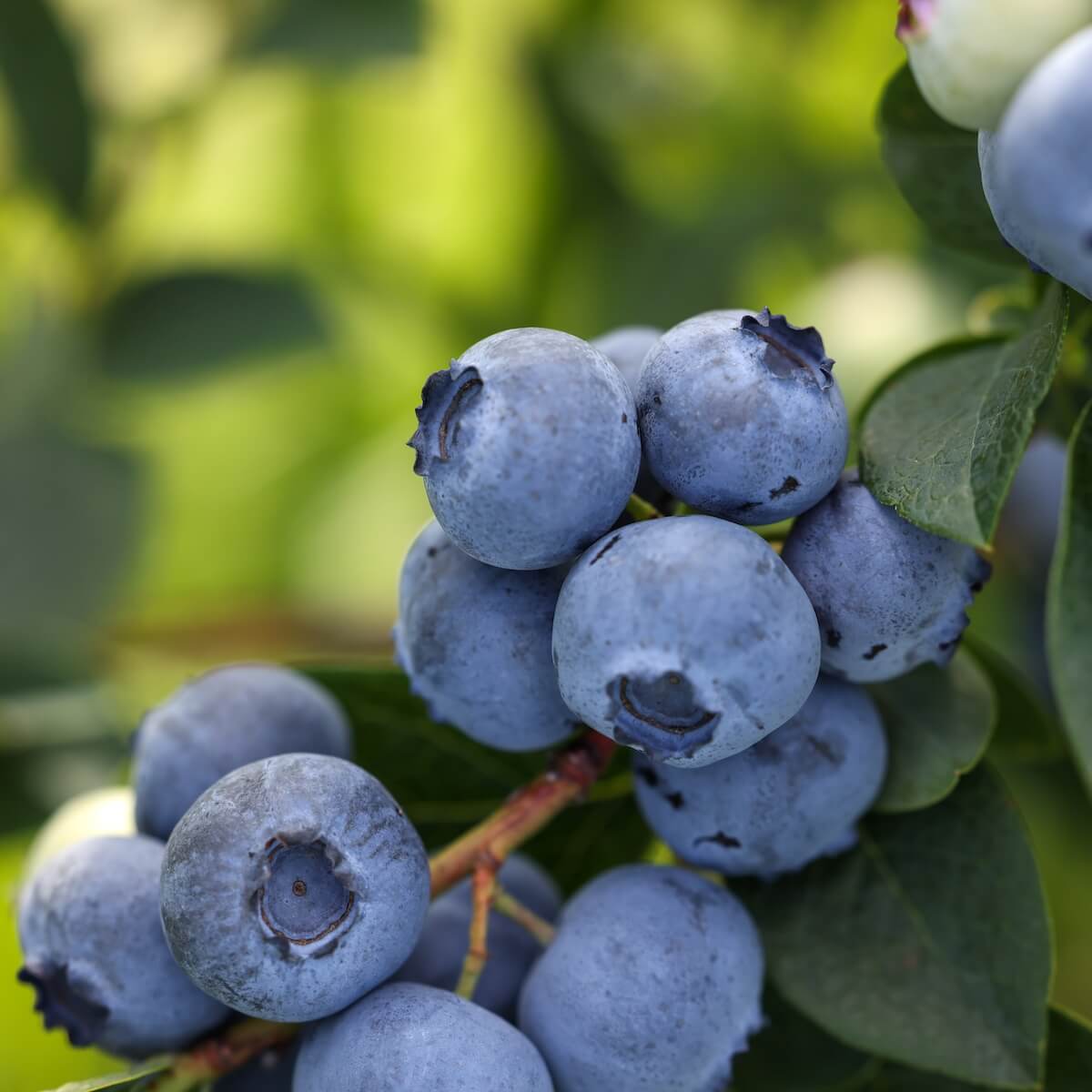 Blueberry Bluegold Fruit Ripening on the Plant