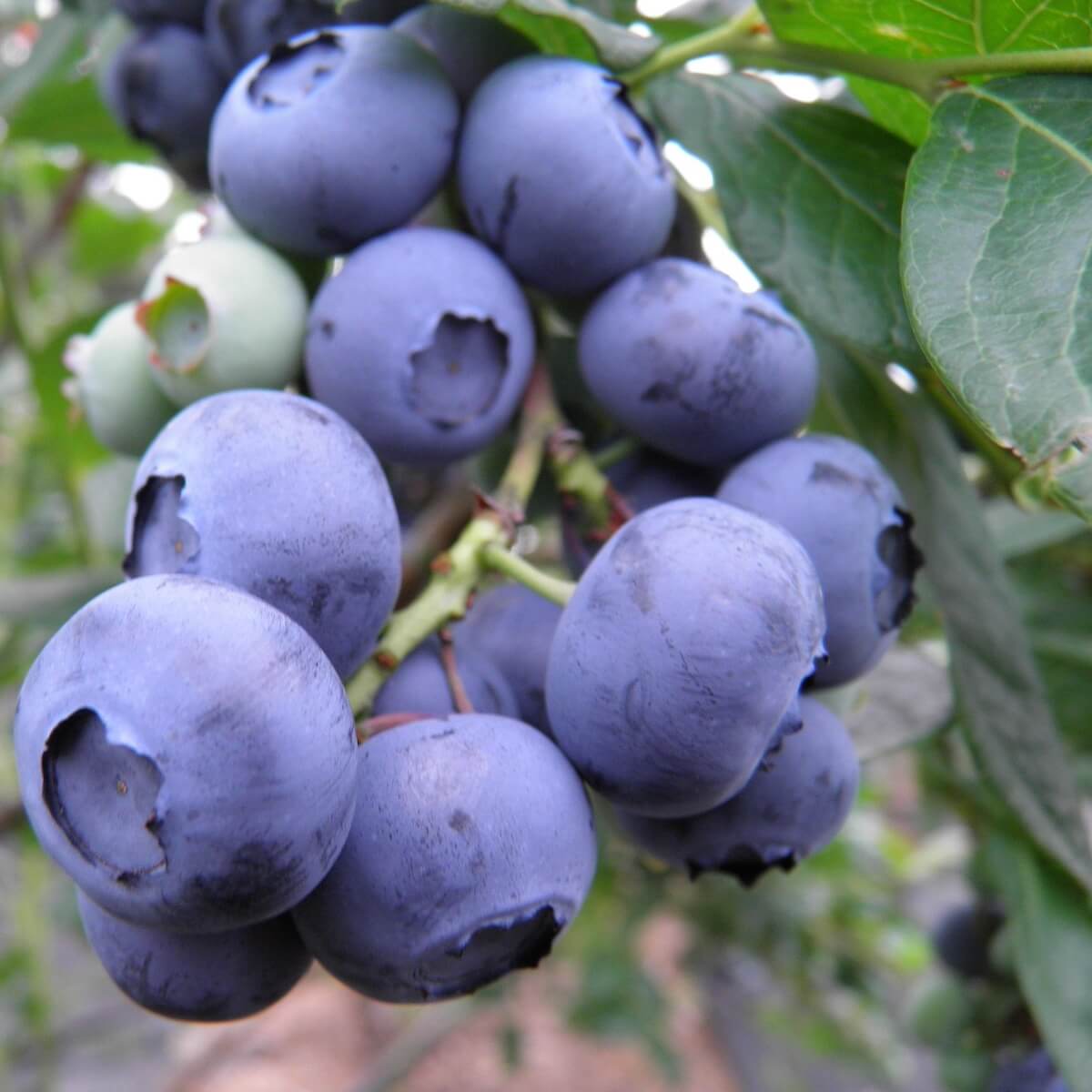Blueberry Brigitta Fruit Ripening on the Plant