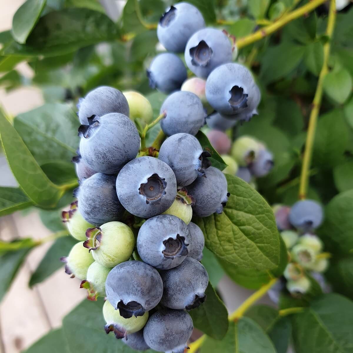 Blueberry Chandler Fruit Ripening on the Plant
