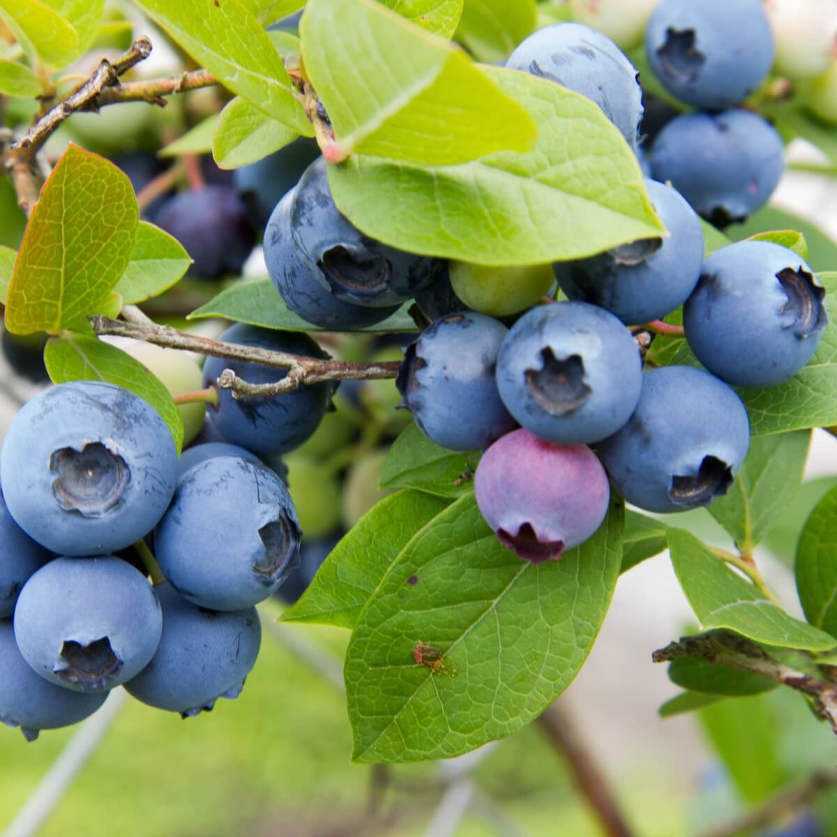 Blueberry Duke Fruit Ripening on the Plant