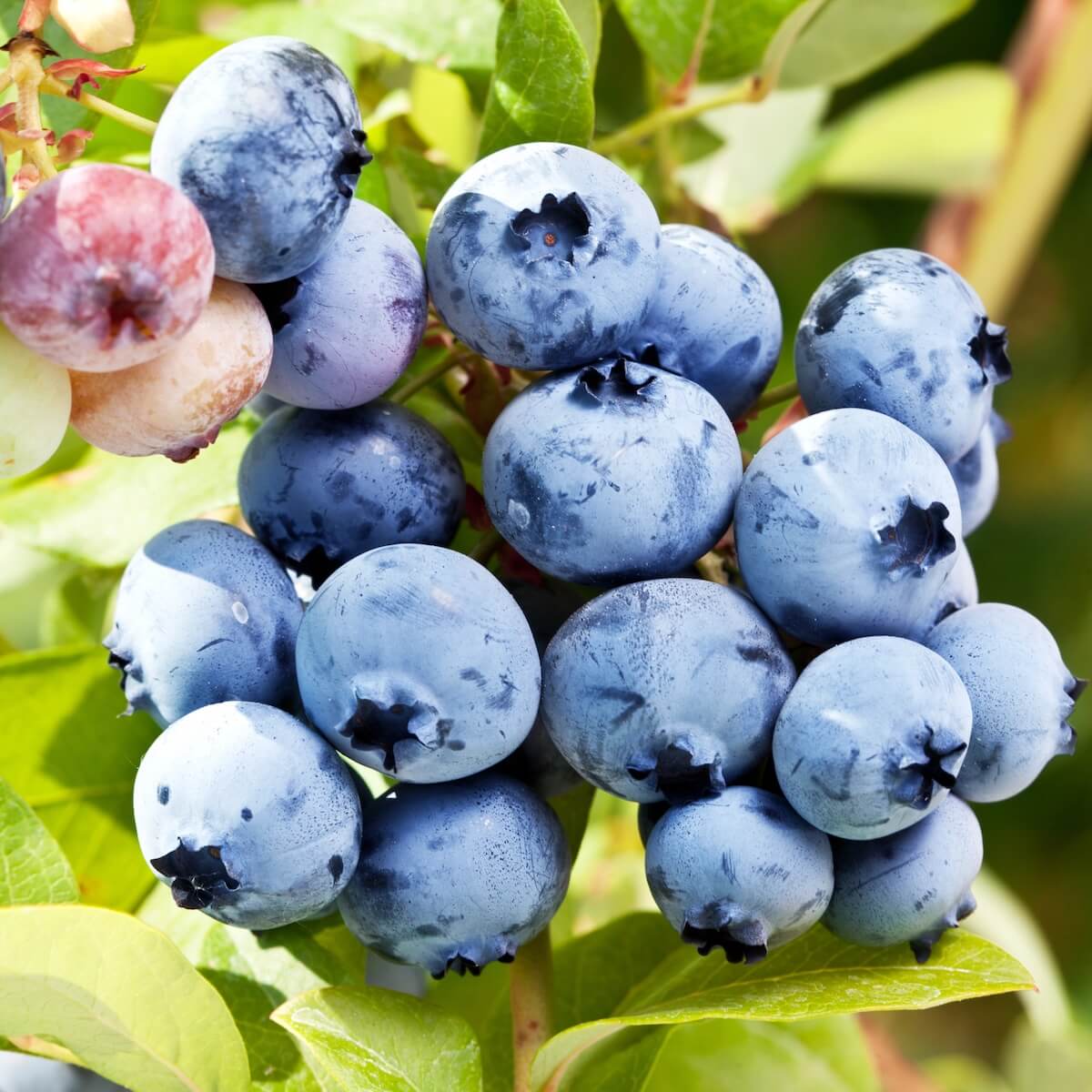 Blueberry Patriot Fruit Ripening on the Plant