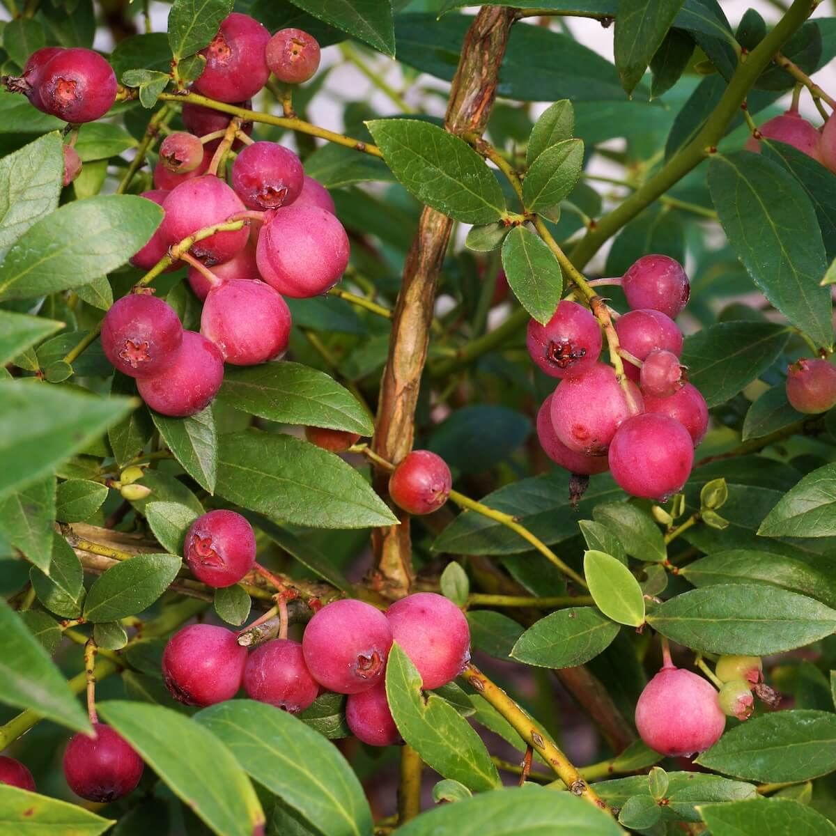 Blueberry Pink Lemonade Fruit Ripening on the Plant