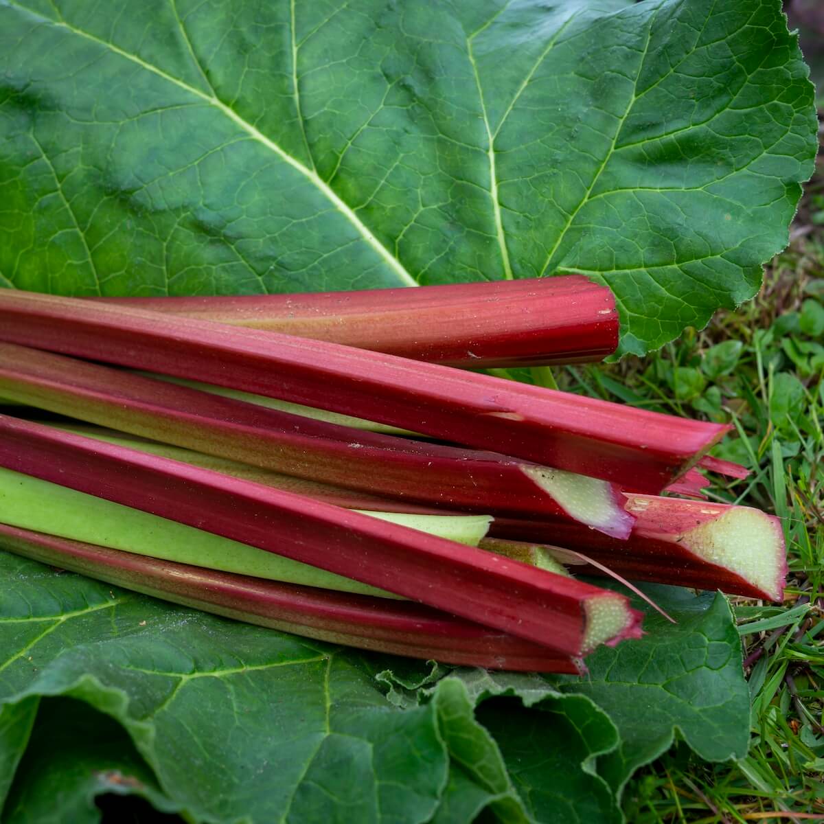 Freshly Harvested Stalks and Leaves of Rhubarb