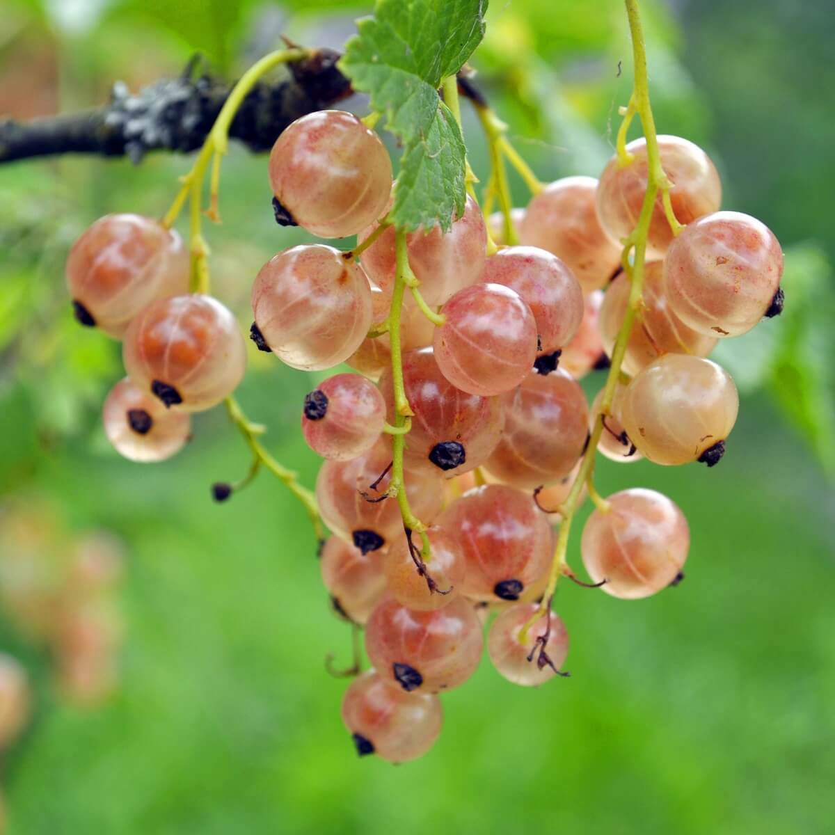 Pinkcurrant Gloire de Sablons Friut Ripening on the Plant