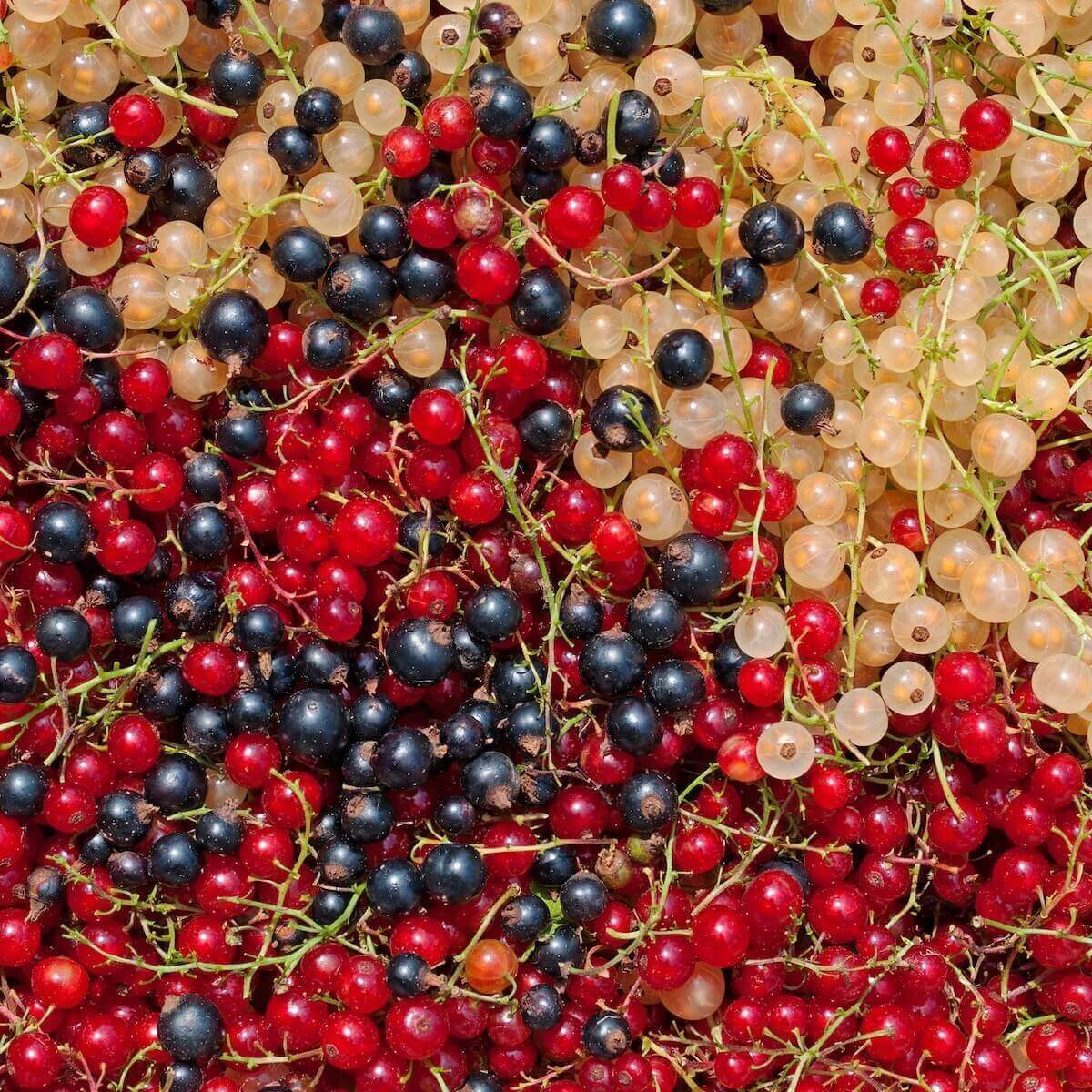 Red, White & Blackcurrants Currants - Red, White & Blackcurrants
