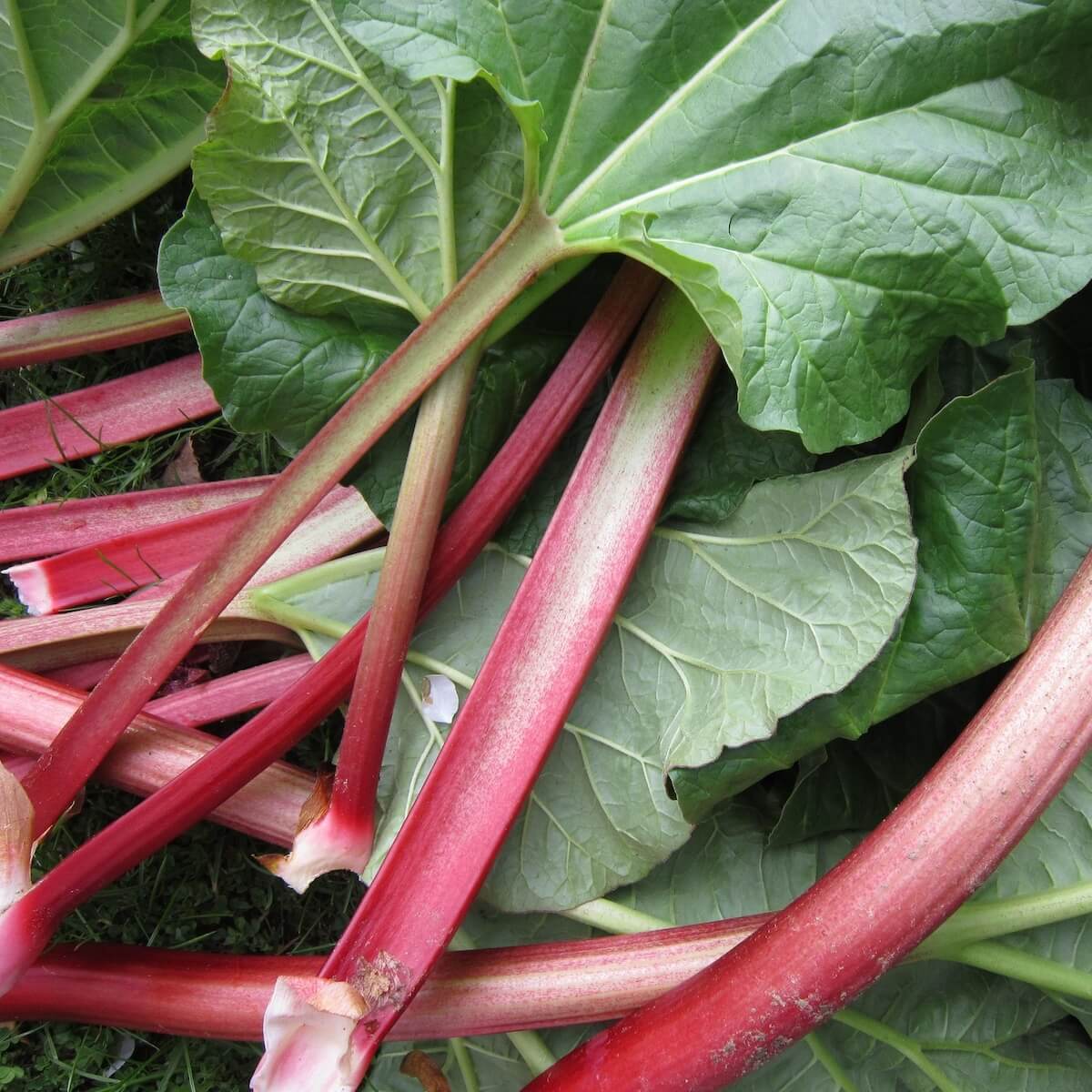 Rhubarb Stockbridge Arrow Harvested