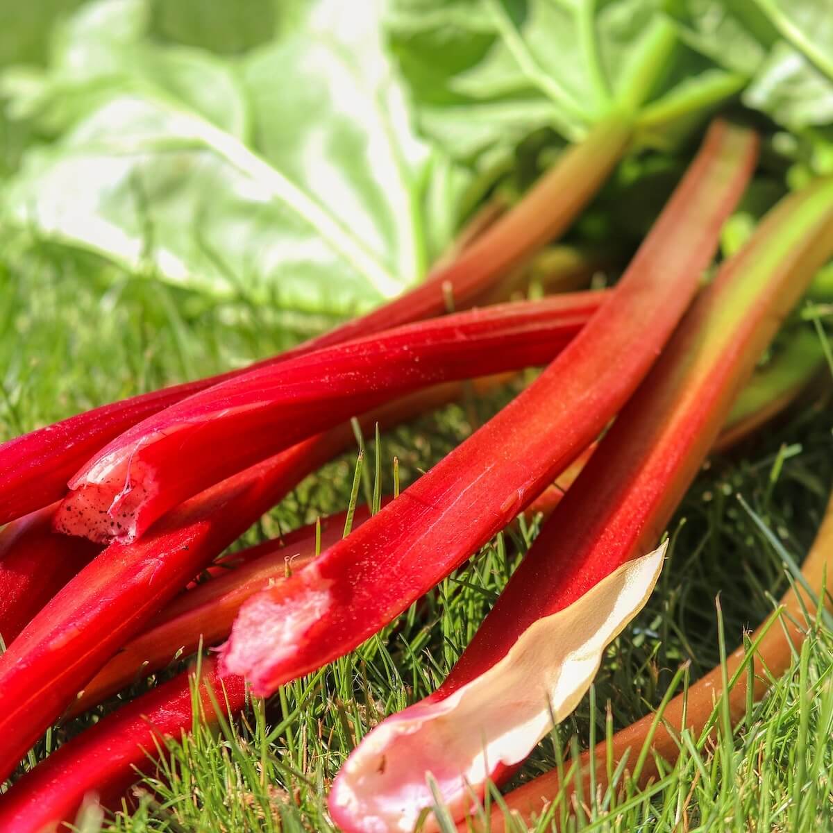 Rhubarb Timperley Early Harvested