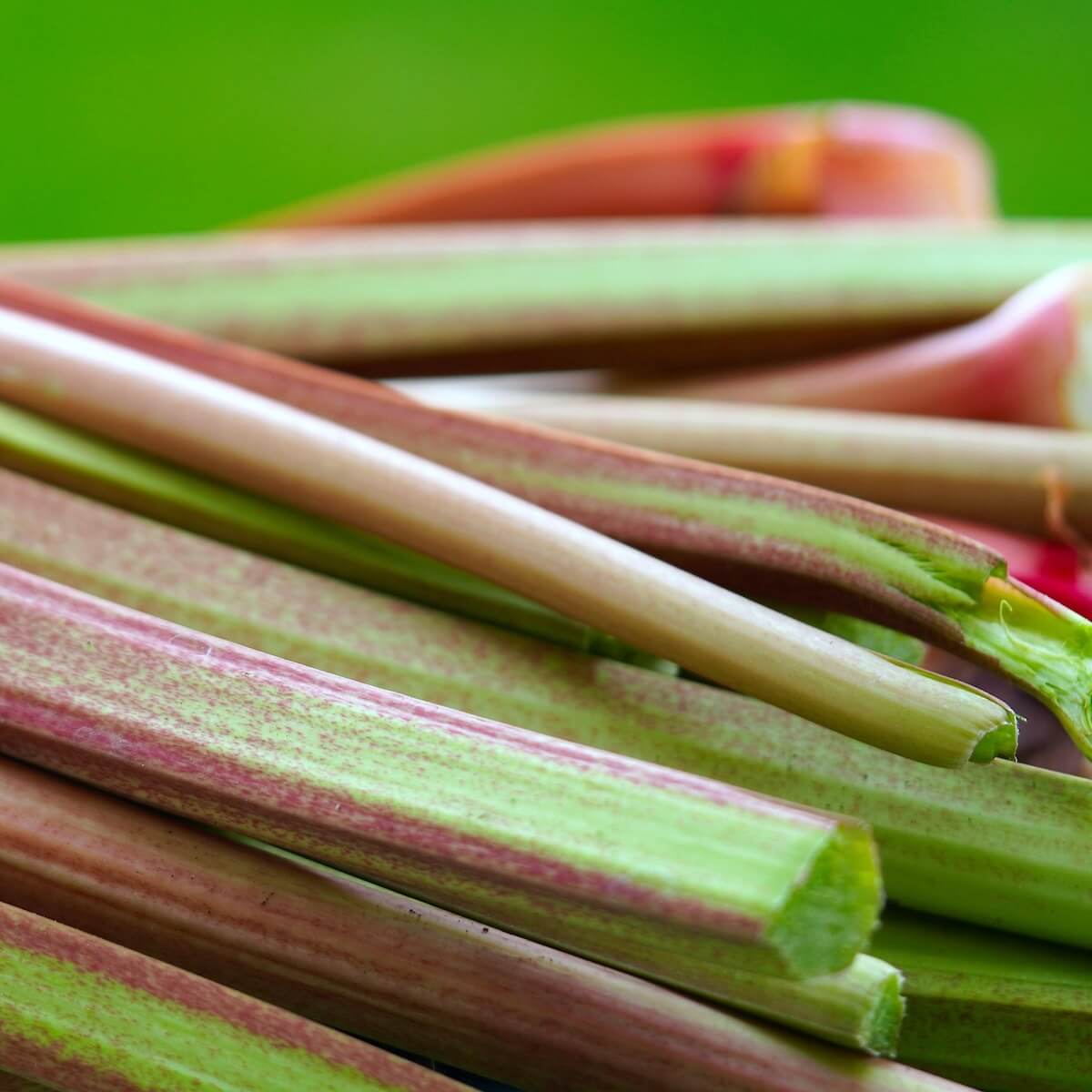 Rhubarb Victoria Harvested