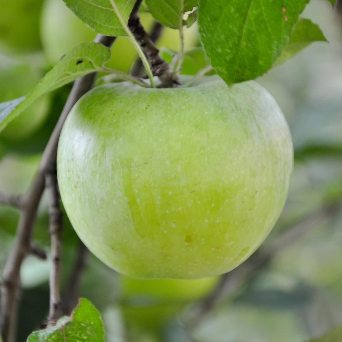 Appe Granny Smith Fruit Ripening on the Tree Appe Granny Smith Fruit Ripening on the Tree