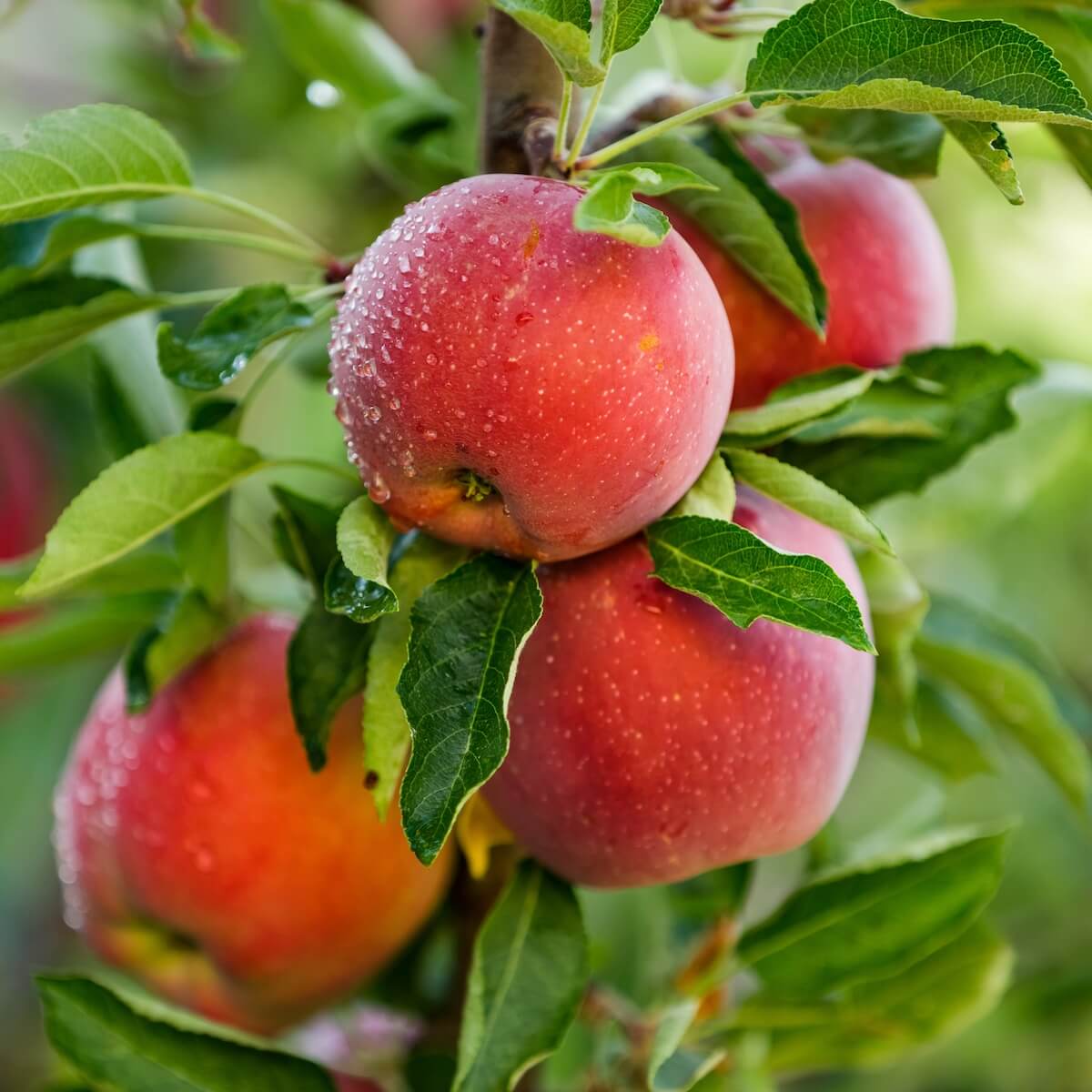 Apple Blenheim Orange Apples Ripening on the Tree