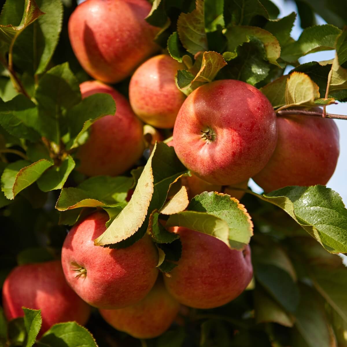 Apple Blenheim Orange Fruit Ripening on the Tree