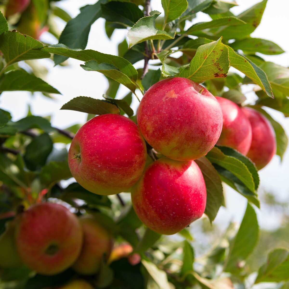 Apple Elstar Apples Ripening on the Tree