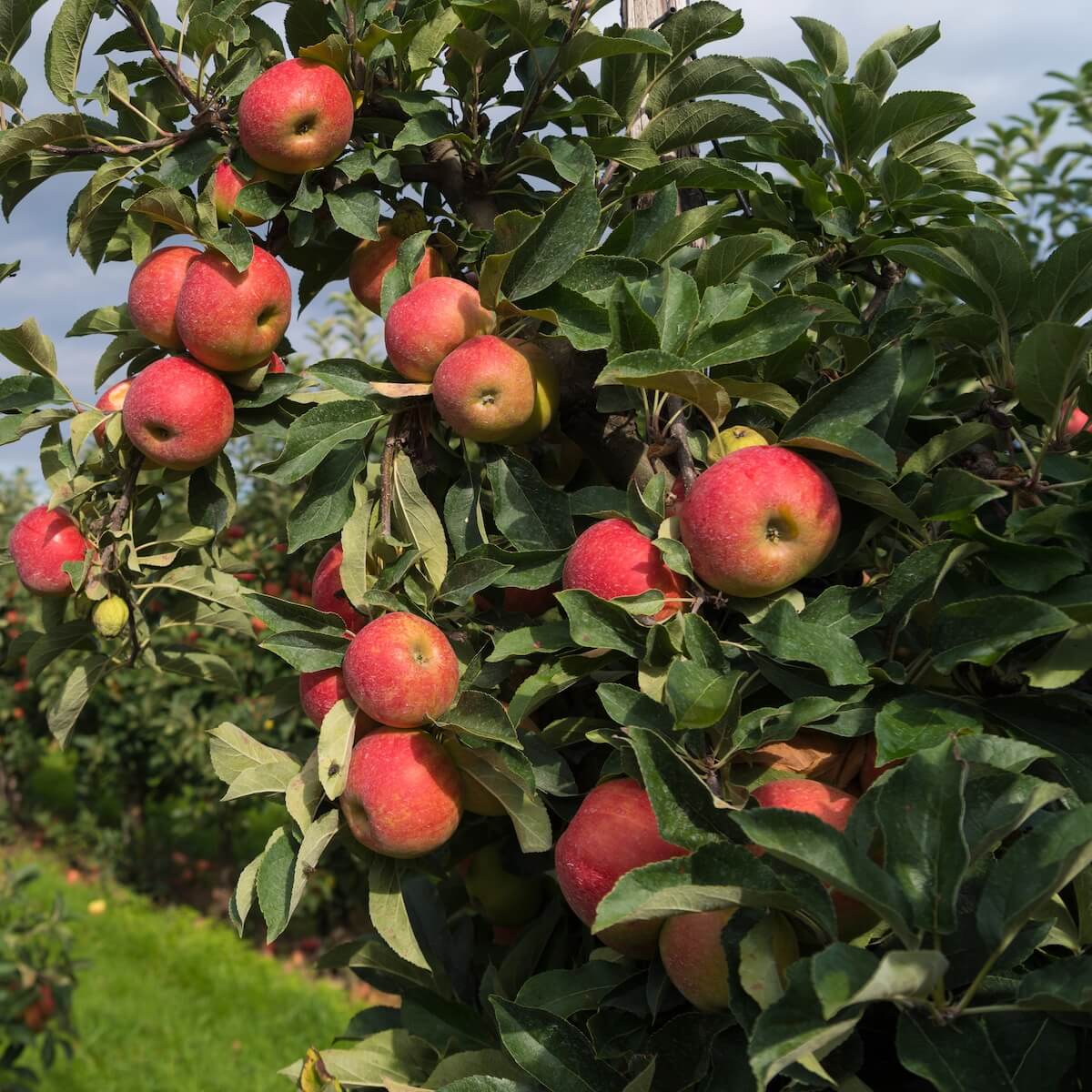 Apple Elstar Fruit Ripening on the Tree